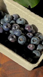 Blueberries | Statement Ohrringe aus Polymer Clay | Creative Studio Anni